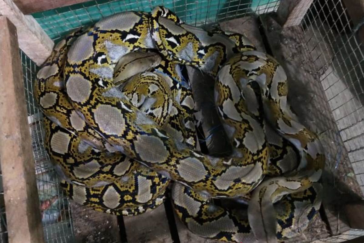 Ular Sanca Batik