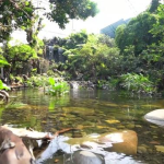 Dehakim Aviary Salah Satu Bentuk Upaya Konservasi Lingkungan