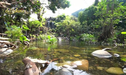 Dehakim Aviary Salah Satu Bentuk Upaya Konservasi Lingkungan