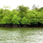 Manfaat Hutan Mangrove Untuk Menjaga Alam