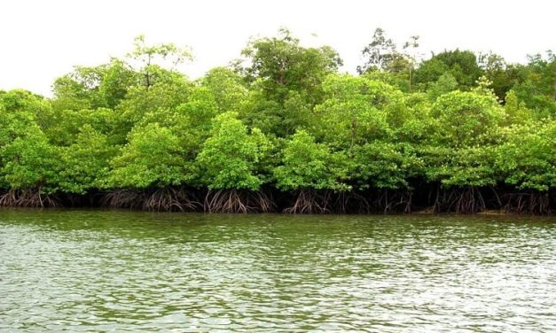 Manfaat Hutan Mangrove Untuk Menjaga Alam