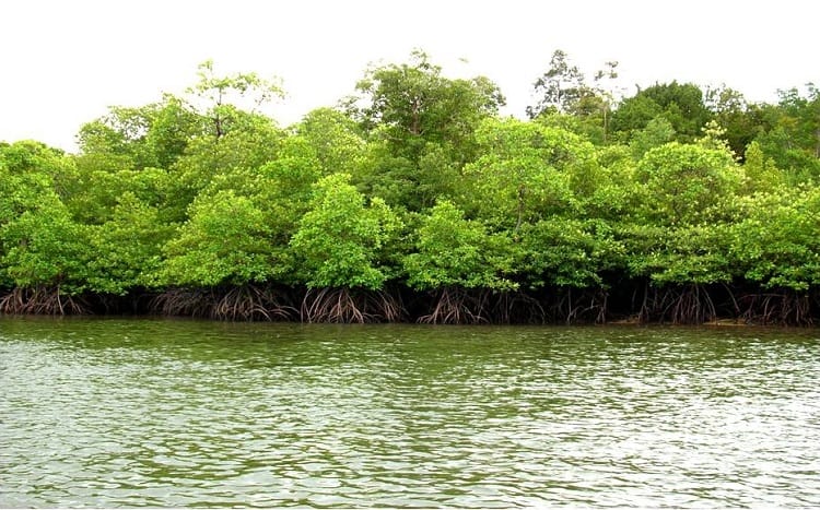 Manfaat Hutan Mangrove Untuk Menjaga Alam
