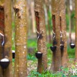 Manfaat Getah Karet Di Sektor Industri