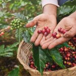 Mengenali Proses Pasca Panen Pada Biji Kopi