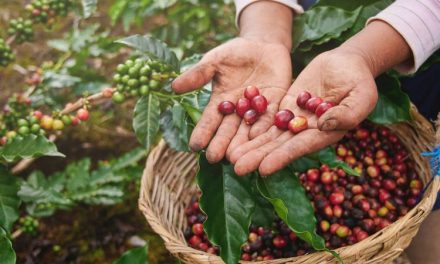 Mengenali Proses Pasca Panen Pada Biji Kopi